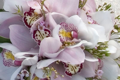 orchids