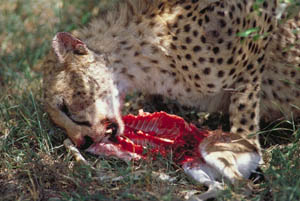 cheetah eating gazelle