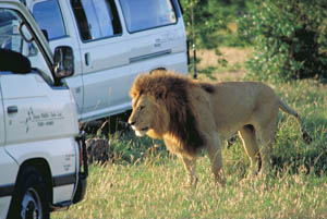 lion and vehicles