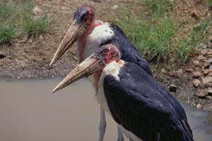 marabou storks